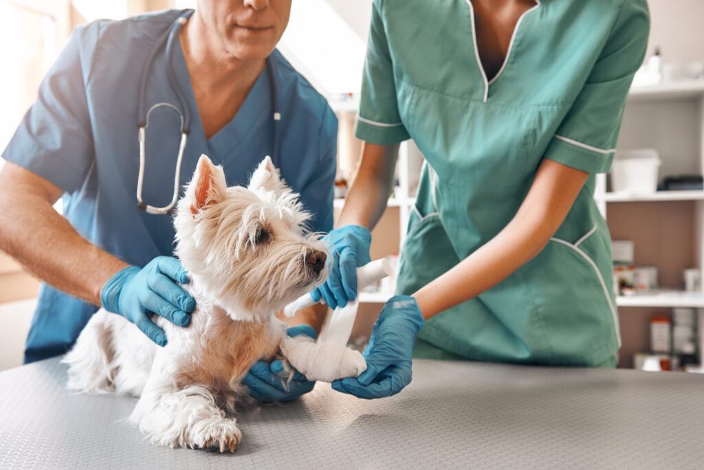 A team of two veterinarians in work uniform bandaging a paw of a small dog lying on the table at veterinary clinic.